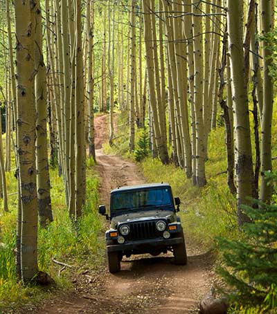 Jeep exploring dirt road surrounded by Aspen trees Jeep exploring dirt road surrounded by Aspen trees